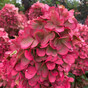 Гортензия метельчатая Бонфаер (Bonfire)