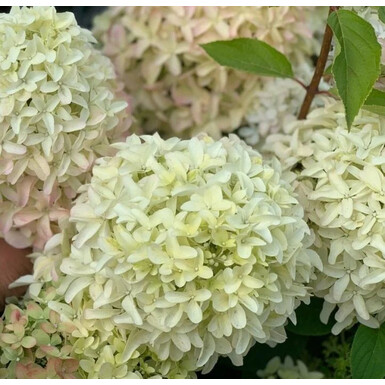 Гортензия метельчатая Мэджикал Лайм Спаркл (Magical Lime Sparkle)