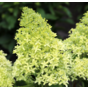 Гортензия метельчатая Мэджикал Лайм Спаркл (Magical Lime Sparkle)