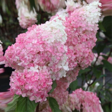 Гортензия метельчатая Ванилла Фрайз (Vanille Fraise)