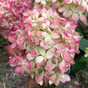Гортензия метельчатая Литтл Лав (Little Love)