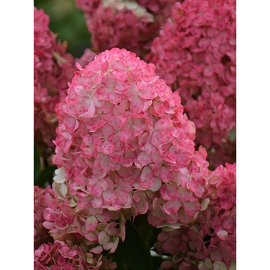 Гортензия метельчатая Пандалус (Pandalus)