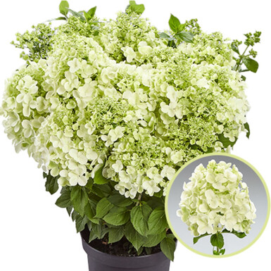 Гортензия метельчатая Пантера (Pantera)