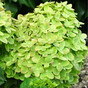 Гортензия метельчатая Мохито (Mojito)