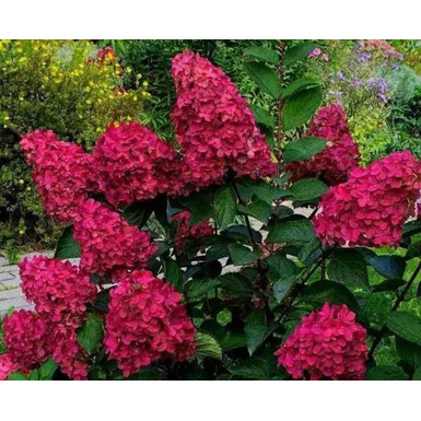 Гортензия метельчатая Вимс Ред (Wim's Red)