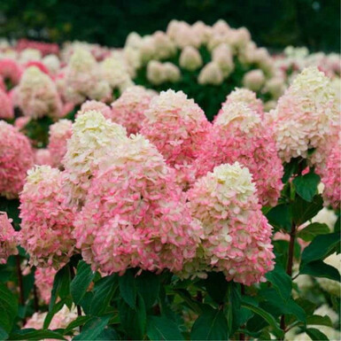Гортензия метельчатая Лаймлайт Прайм (Limelight Prime)