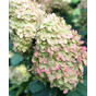 Гортензия метельчатая Лаймлайт Прайм (Limelight Prime)