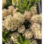 Гортензия метельчатая Милк энд Хани (Milk and Honey)