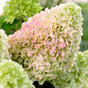 Гортензия метельчатая Литтл Фреско (Little Fresco)
