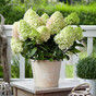 Гортензия метельчатая Литтл Фреско (Little Fresco)