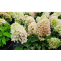 Гортензия метельчатая Литтл Фреско (Little Fresco)