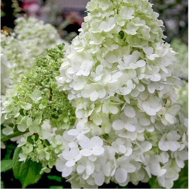 Гортензия метельчатая Дентель де Горрон (Dentelle de Gorron)