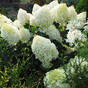 Гортензия метельчатая Дентель де Горрон (Dentelle de Gorron)