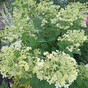 Гортензия метельчатая Дентель де Горрон (Dentelle de Gorron)