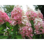 Гортензия метельчатая Пинк Леди (Pink Lady)