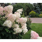 Гортензия метельчатая Пинк Леди (Pink Lady)