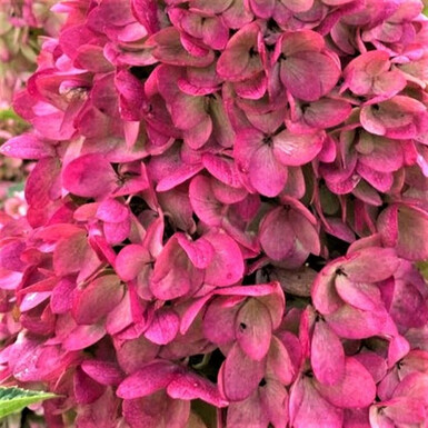 Гортензия метельчатая Мэджикал Маунт Фуджи (Magical Mount Fuji)