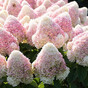 Гортензия метельчатая Кенди Лав (Candy Love / Summer Love)