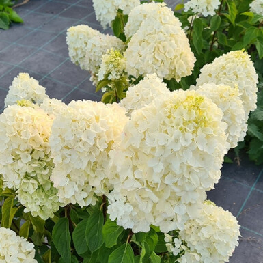 Гортензия метельчатая Саммер Сноу (Summer Snow)