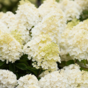 Гортензия метельчатая Саммер Сноу (Summer Snow)