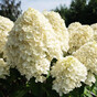 Гортензия метельчатая Саммер Сноу (Summer Snow)