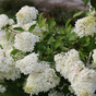 Гортензия метельчатая Саммер Сноу (Summer Snow)