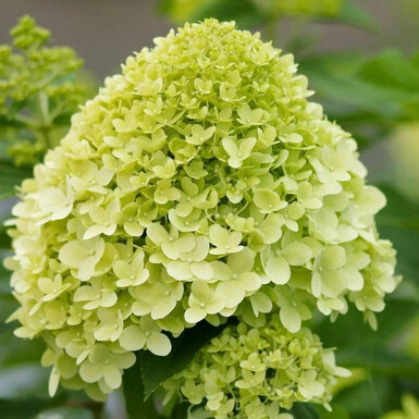 Гортензия метельчатая Лаймлайт (Limelight)