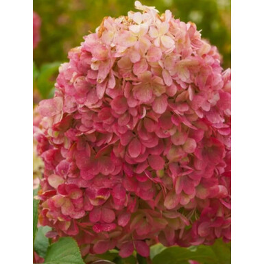 Гортензия метельчатая Краса Лесково