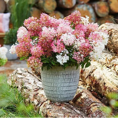 Гортензия метельчатая Граундбрейкер Блаш (Groundbreaker Blush)