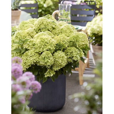 Гортензия метельчатая Граундбрейкер Грини (Groundbreaker Grini) = Литтл Эппл (Little Apple)