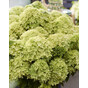 Гортензия метельчатая Граундбрейкер Грини (Groundbreaker Grini) = Литтл Эппл (Little Apple)
