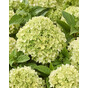 Гортензия метельчатая Граундбрейкер Грини (Groundbreaker Grini) = Литтл Эппл (Little Apple)