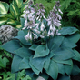 Хоста гибридная (Hosta Halcyon)