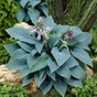 Хоста гибридная (Hosta Halcyon)
