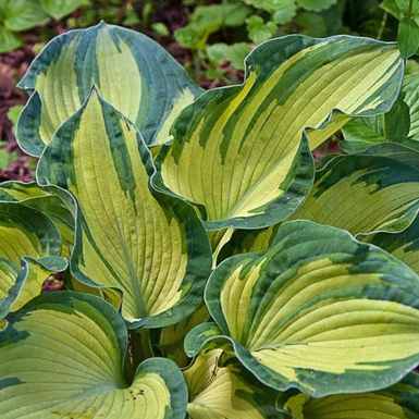 Хоста гибридная (Hosta Sharmon)