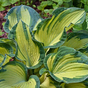 Хоста гибридная (Hosta Sharmon)