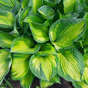 Хоста гибридная (Hosta Sharmon)