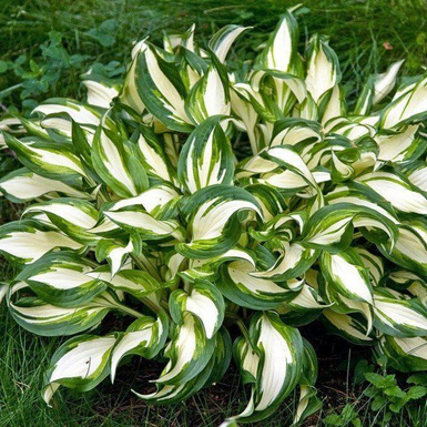 Хоста волнистая (Hosta undulata Mediovariegata)