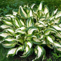Хоста волнистая (Hosta undulata Mediovariegata)