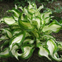Хоста волнистая (Hosta undulata Mediovariegata)