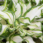 Хоста волнистая (Hosta undulata Mediovariegata)