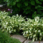Хоста волнистая (Hosta undulata Mediovariegata)