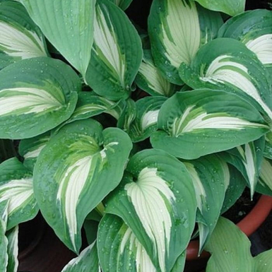 Хоста гибридная (Hosta Elizabeth Campbell)