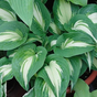 Хоста гибридная (Hosta Elizabeth Campbell)