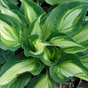 Хоста гибридная (Hosta Elizabeth Campbell)