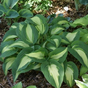 Хоста гибридная (Hosta Elizabeth Campbell)