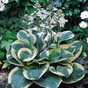 Хоста (Hosta Snow Cap)