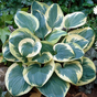 Хоста (Hosta Snow Cap)