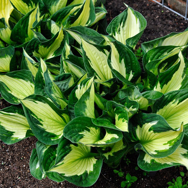 Хоста гибридная (Hosta Colored Hulk)