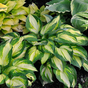 Хоста гибридная (Hosta Colored Hulk)